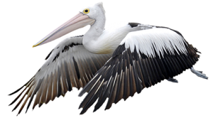 Pelican PNG-46579